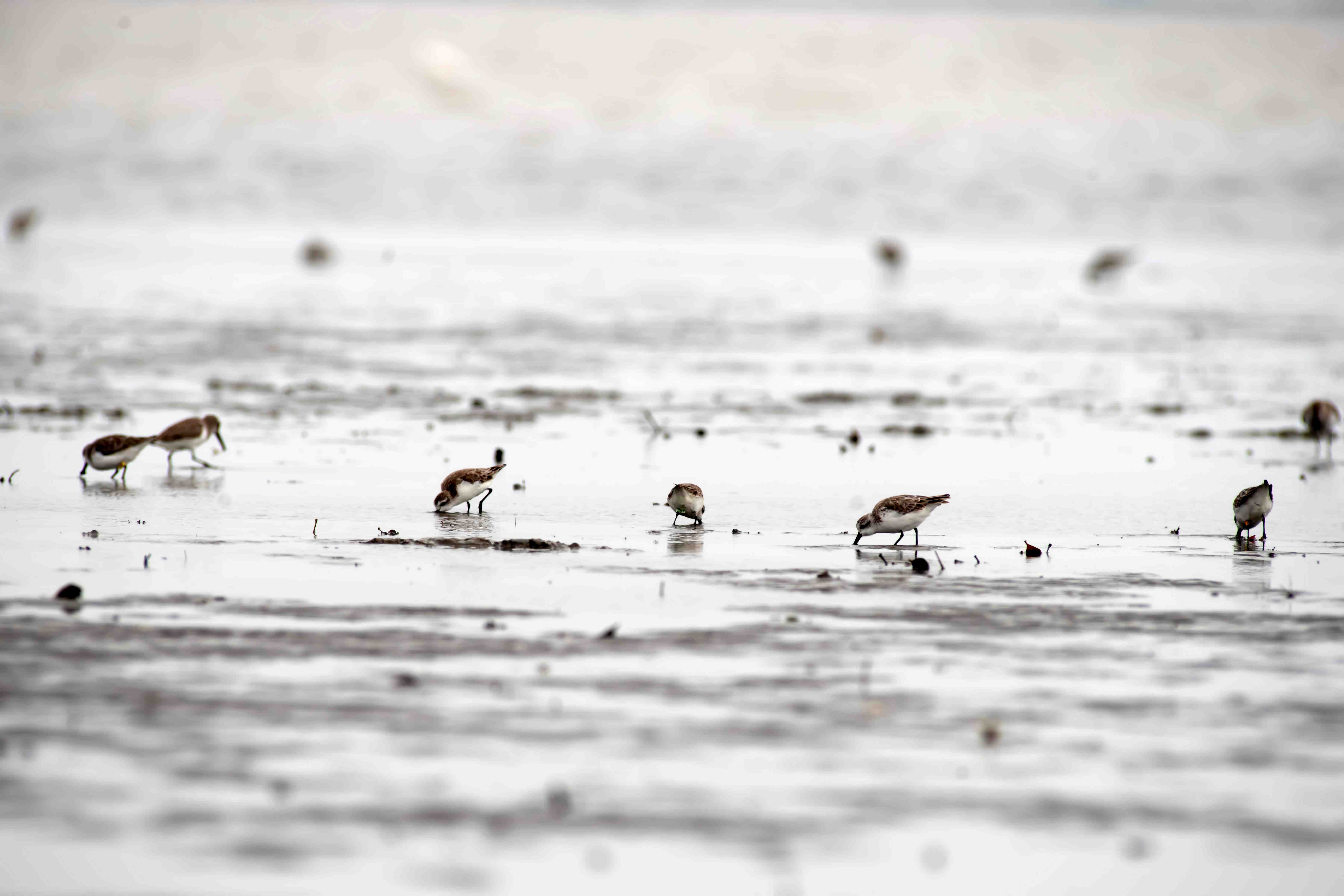 Spoon-billed sandpipers. /Jia Yifei