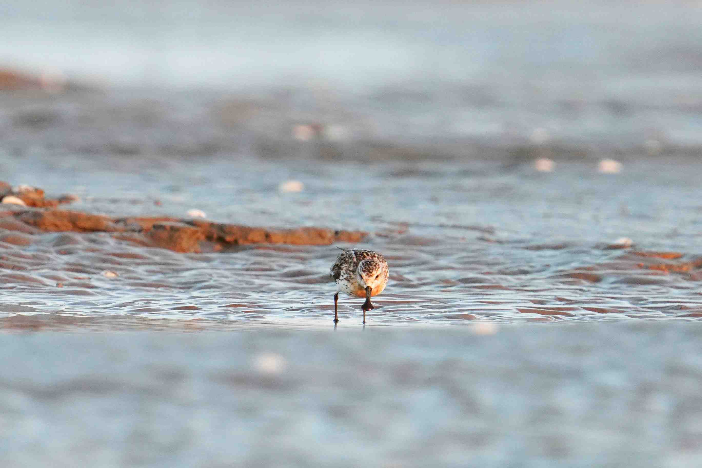 A spoon-billed sandpiper. /Jia Yifei