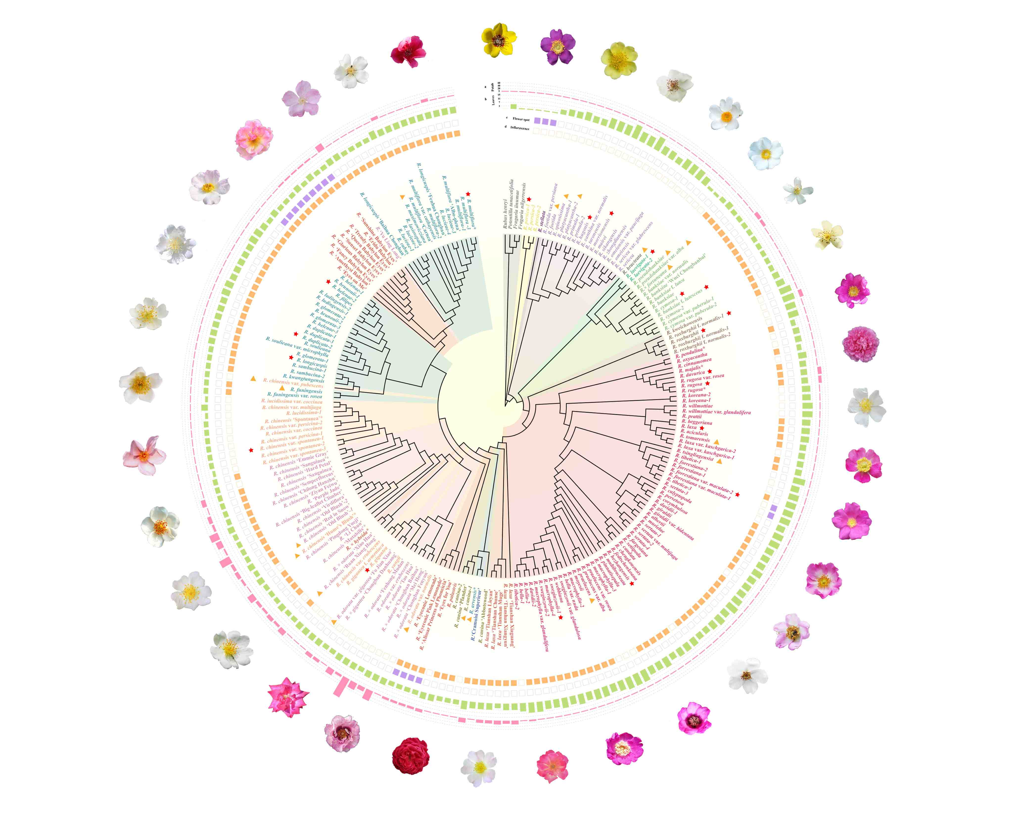 Phylogenetic relationships of 215 Rosa accessions