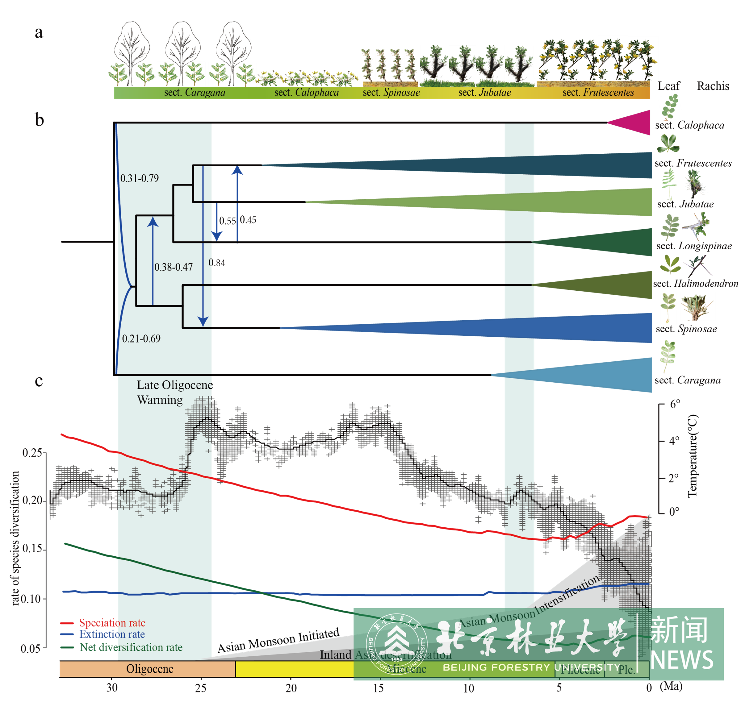 图3 锦鸡儿属的进化历史与适应机制.png